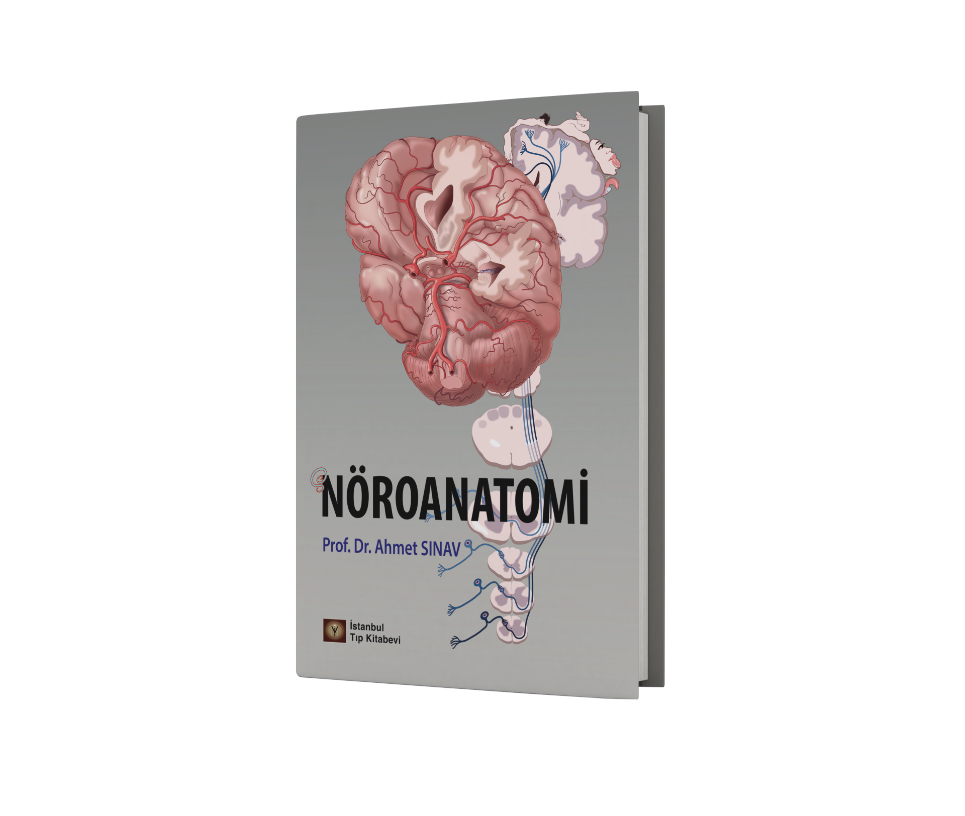 Nöroanatomi