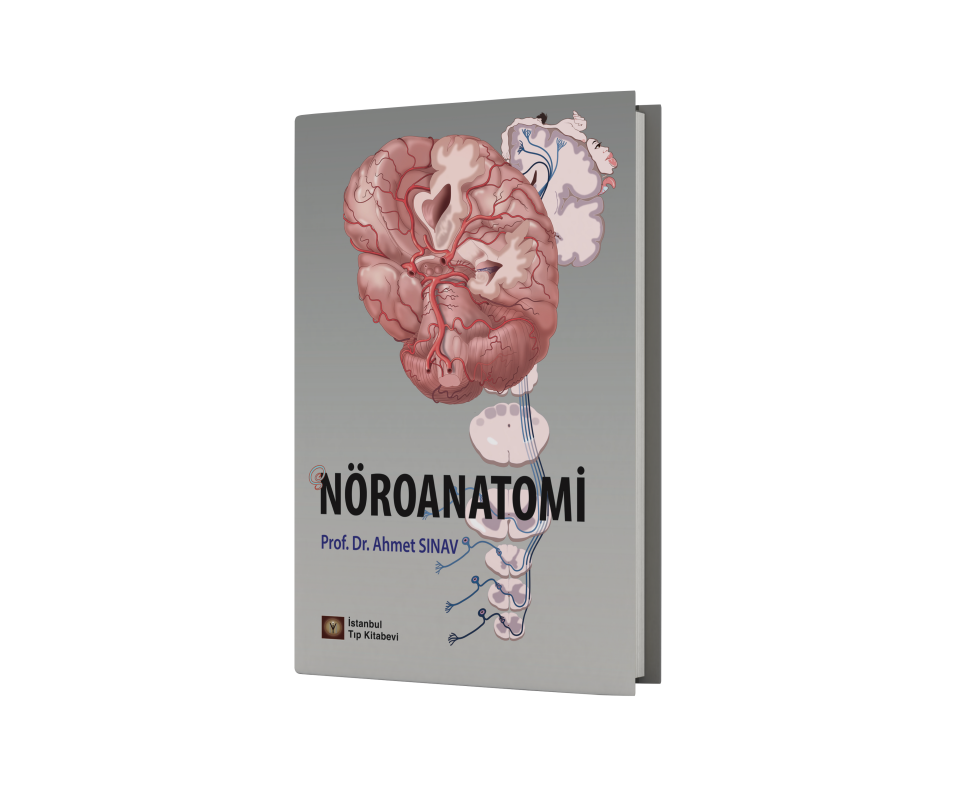 Nöroanatomi
